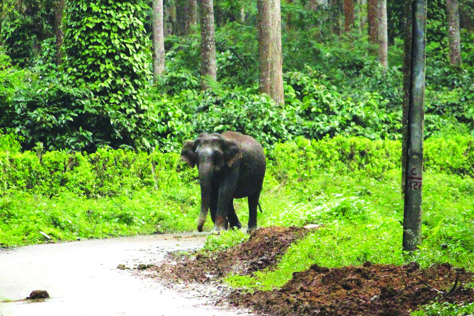 ಕೊಡಗು ಜಿಲ್ಲೆಯಲ್ಲಿ ಕಾಡಾನೆಗಳ ಅಟ್ಟಹಾಸ